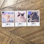 Pet Magnets