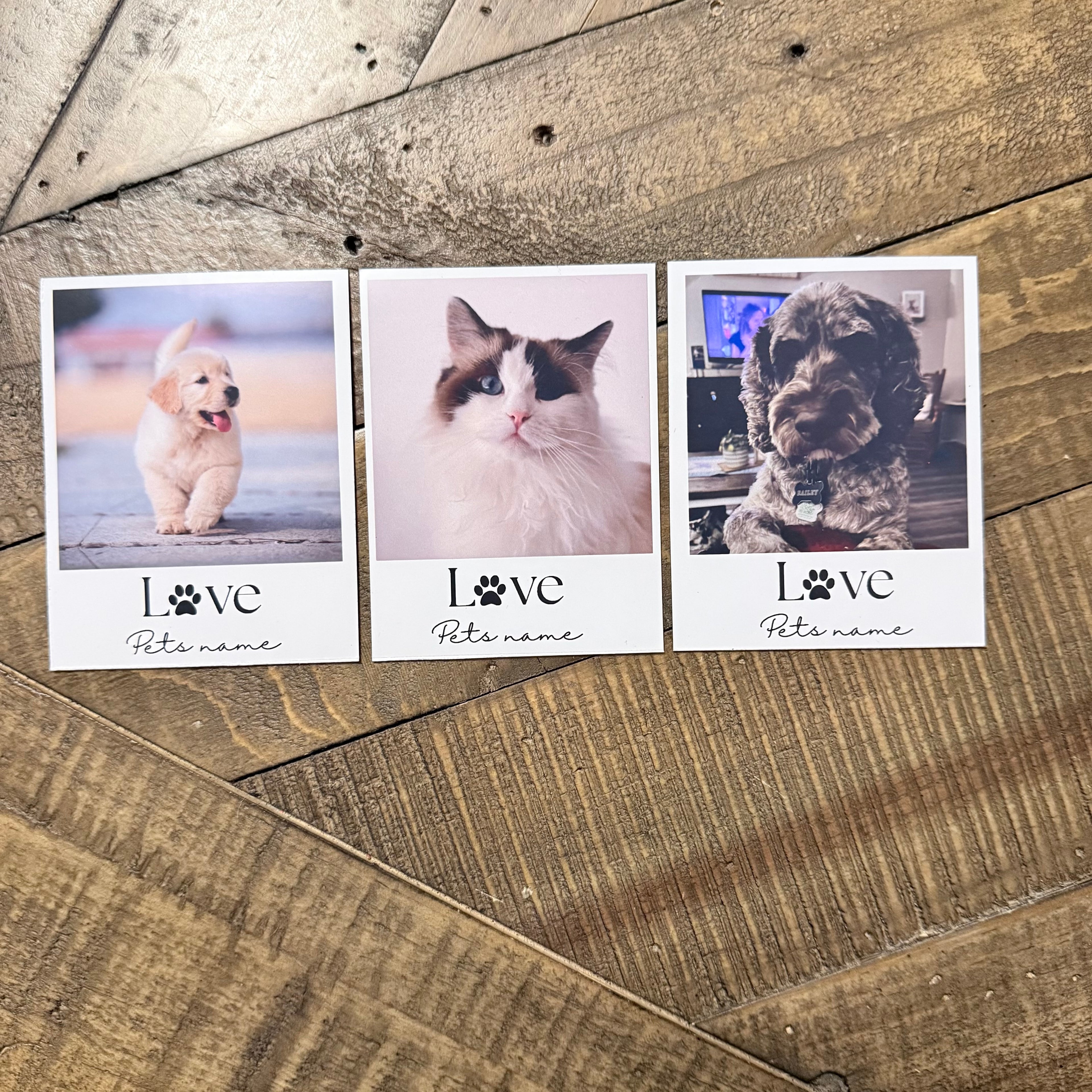 Pet Magnets