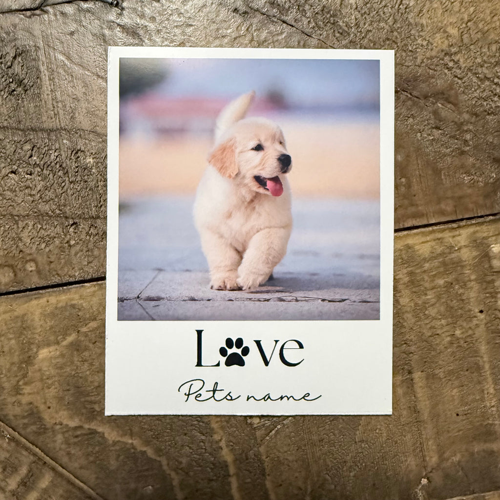 Pet Magnets